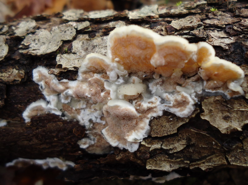 Gloeoporus dichrous